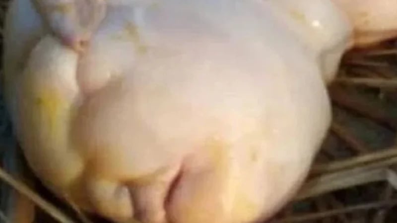 ولادة ماعز بوجه طفل