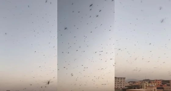 بالفيديو.. ظهور أسراب جراد بالمجاردة ومطالب بتكثيف المكافحة