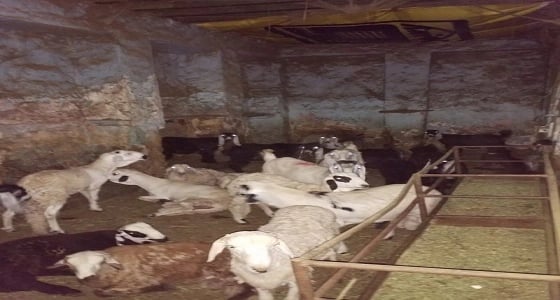 بالصور.. إغلاق مسلخ عشوائي داخل بيت شعبي بالدمام