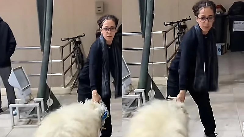 هتان السيف تُمسك خروف نعيمي من أذنيه والجمهور: بتضحي بيه على سلامة الجزائرية .. فيديو