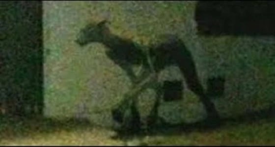 بالفيديو.. مخلوق غريب نصفه إنسان والآخر حيوان يثير الرعب بين الأهالي