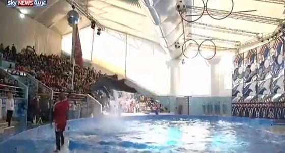 بالفيديو.. الدلافين تمارس كرة القدم احتفالا باقتراب نهائيات كأس العالم