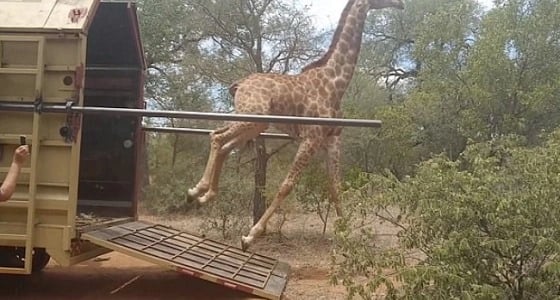 بالفيديو.. سعادة " زرافة " بحريتها يفقدها توازنها