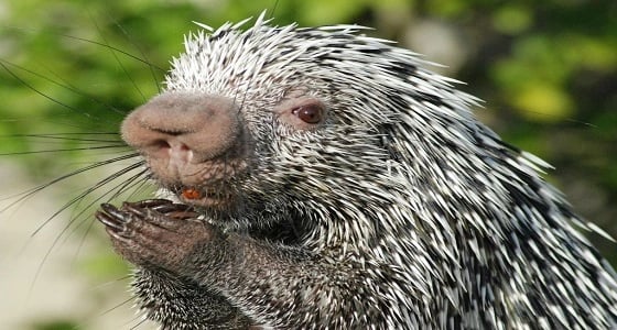 بالفيديو.. حيوان الشيهم يتجول في مول شهير بجدة