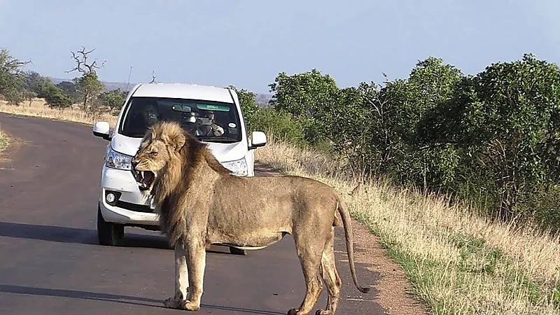 امرأة تتفاجأ بأسد يسير بجوارها في الشارع!