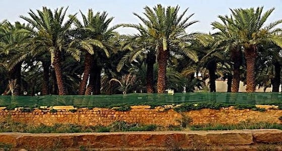 " المسند " يوضح كيفية العناية بالنخل