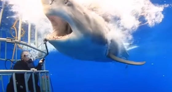 بالفيديو.. غواص ينقذ سمكة قرش أبيض بشجاعة