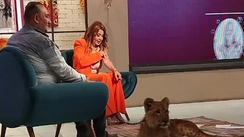 أسد يهاجم مادلين طبر علي الهواء .. فيديو