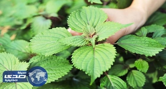 الريحان العلاج الأمثل لعسر الهضم والانتفاخ والغثيان