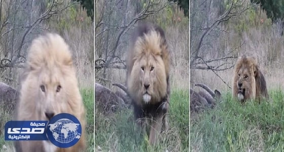 بالفيديو.. أسد يترك فريسته ويهاجم المصور