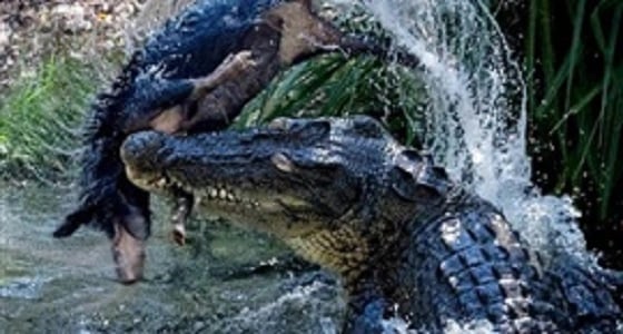 بالصور.. تمساح يقتنص فريسته بطريقة وحشية