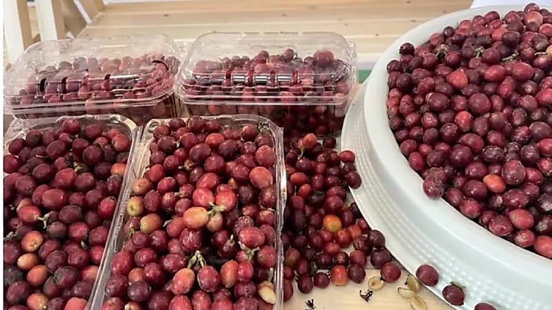 نجاح تجربة زراعة البن الخولاني في الرياض عبر البيوت المحمية