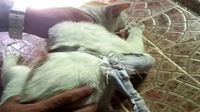 بالفيديو.. القبض على " قط " يهرب المخدرات إلى المساجين