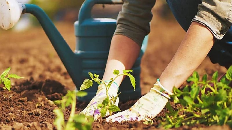 تحذير لأصحاب الحدائق من بكتيريا مميتة في أستراليا