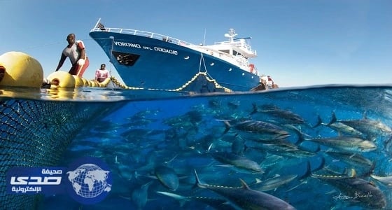 تونة الزعانف الزرقاء تعود لبحر الشمال بعد غياب 50 عاما