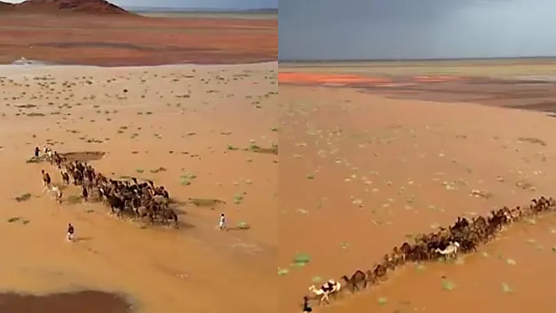 مقطع خلاب لـ مجموعة من النياق وهي تعبر أحد الأودية شمال الحليفة .. فيديو