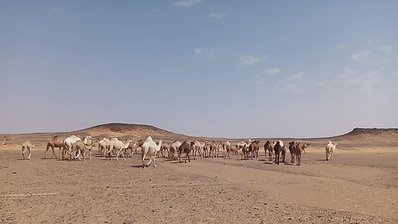 هيئة تطوير محمية الملك سلمان تٌخرج الإبل السائبة من الخنفة