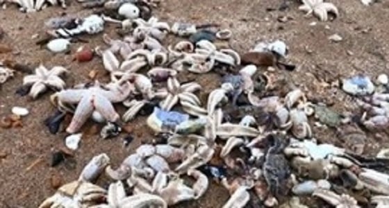 فيديو مذهل لآلاف نجوم البحر تغطي الشاطئ