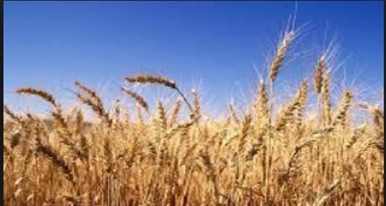 السفير الأوكراني بالمملكة: مليار دولار أمريكي سنويا حجم التبادل التجاري والخدماتي