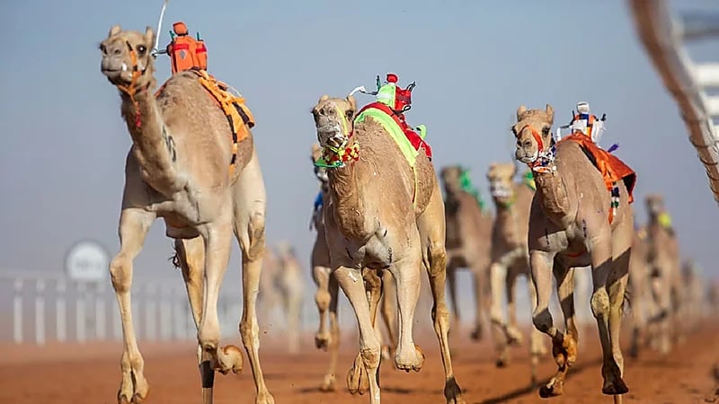 30 سيارة لنقل فائض الأكل من مهرجان الإبل
