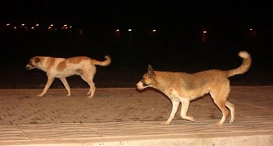 الكلاب الضالة تُهدِد الأطفال في أحياء المملكة