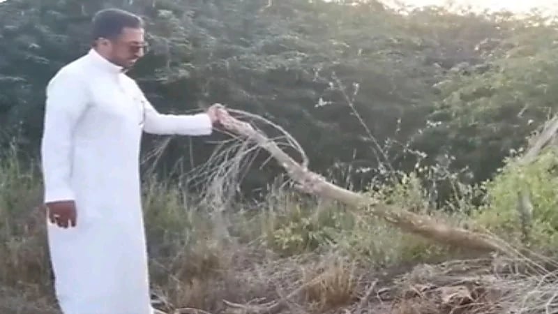 مختص: أشجار "الأراك" المنتجة للسواك في عسير تواجه خطر الزوال