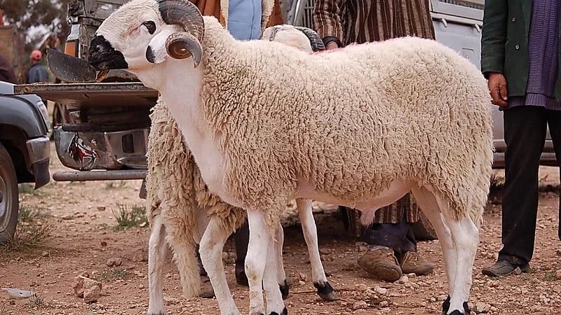 البيئة تحدد ضوابط بيع المواشي الحية بالوزن