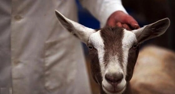 مداهمة منزل يذبح الأغنام المريضة ويوزعها على المطاعم بالمعابدة