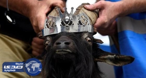 تتويج جدي حاكمًا لبلدة ريفية