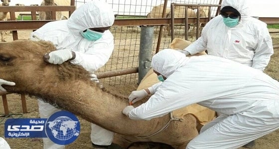 مسح وبائي شامل للأمراض الحيوانية بالخرج