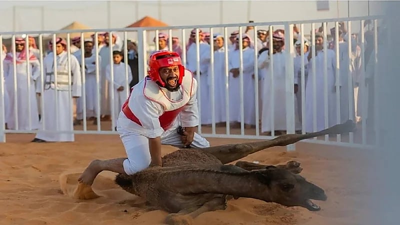 شاهد.. فعاليات مسابقة طرح القعود في مهرجان مزاد الإبل