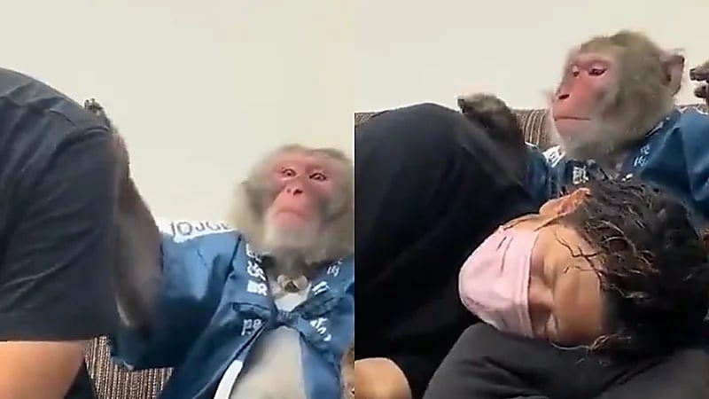 قرد يحاول تخفيف التعب عن صاحبه ويطلب منه أن يغفو على قدميه .. فيديو