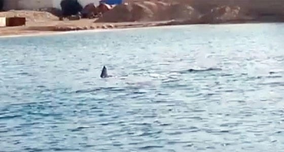 حروق شديدة بجسد مواطن لدغه حيوان بحري عجيب بجازان