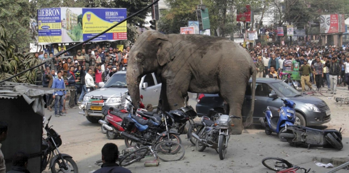 بالفيديو.. فيل يحطم سيارة في مهرجان بالهند