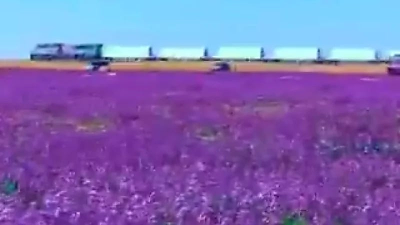 قطار وعد الشمال يرسم صورة فنية رائعة خلال مروره بجوار زهور الخزامي .. فيديو