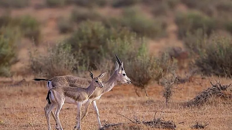 ضبط 227 مخالفة في نطاق محمية الإمام تركي بن عبدالله