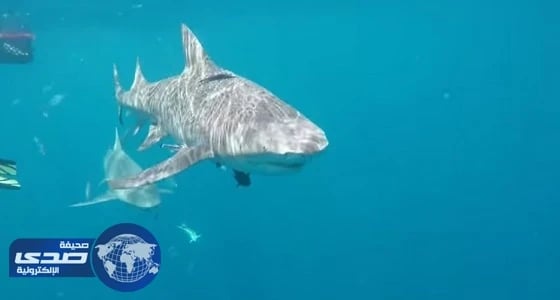 سمكة قرش تهاجم ممثلة أفلام إباحية أثناء تصويرها تحت الماء