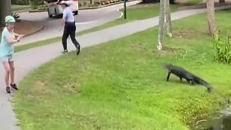 تمساح يخرج فجأة من بركة ويلاحق صياد .. فيديو