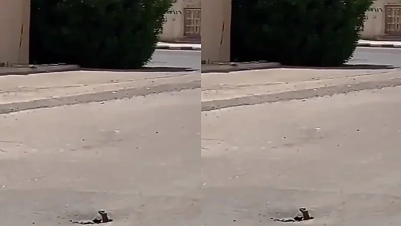 بالفيديو.. "ضب" يختبئ في حفرة صغيرة بالإسفلت وسط المناطق السكنية