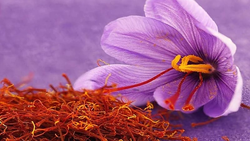 فوائد يحصل عليها الجسم عند تناول الزعفران