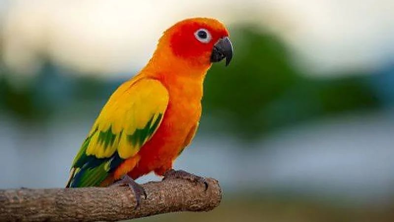 ببغاء "متكلم" يكشف سر خيانة رجل لزوجته في غرفة نومها