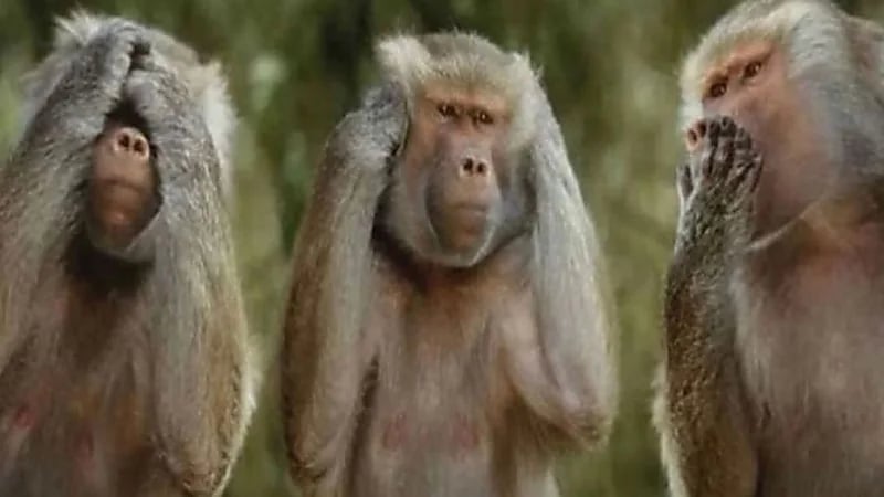 مصرع رضيع في هجوم عنيف من مجموعة قرود على منزله