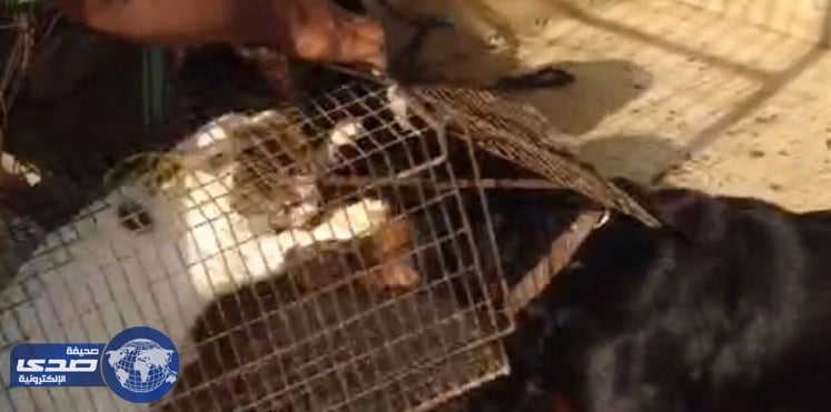 طرد مسعف طبي من عمله بسبب " شنب هتلر "