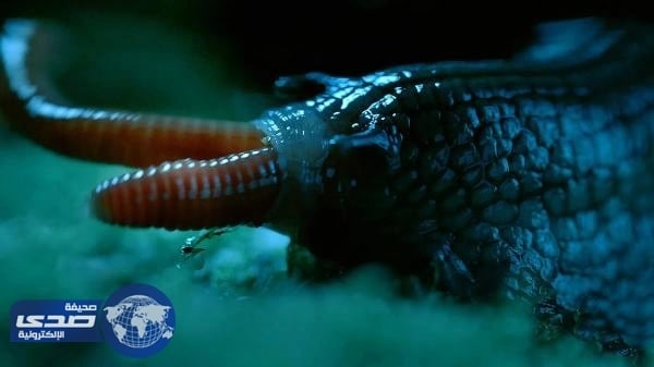 بالفيديو.. حلزون يمتلك 6 آلآف سن يأكل الديدان كالسباغيتي