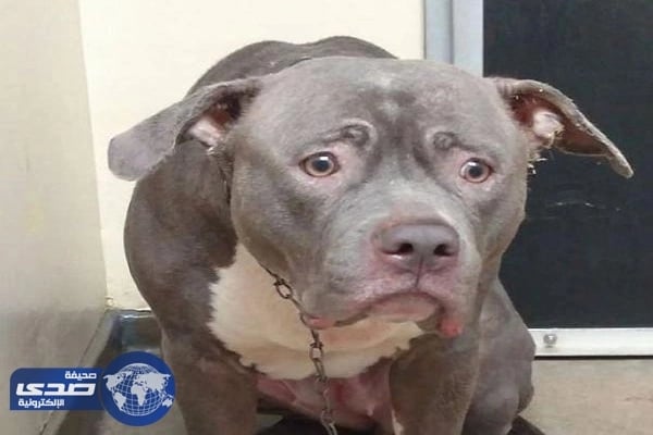 بالفيديو.. ردة فعل حزين لكلبة هجرها أصحابها في الملجأ