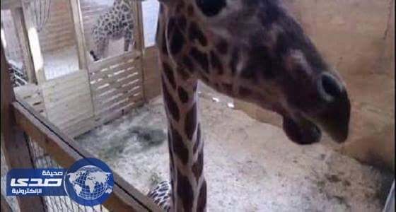 زرافة حامل اصبحت إحدى المشاهير.. ويوتيوب يحذف الفيديو بدعوى احتوائه على مشاهد تعرٍّ