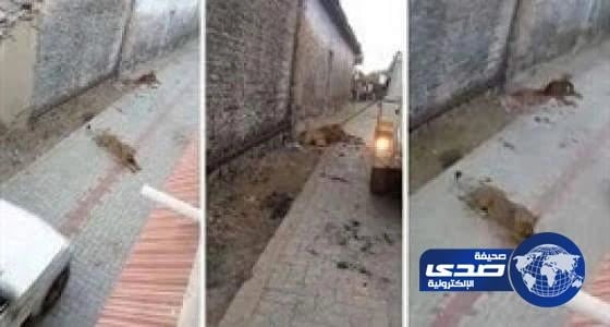 بالفيديو.. لبؤة تثير الفوضى في قرية هندية وتلتهم بقرة