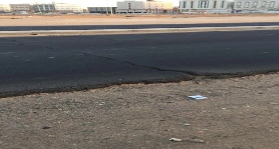 زراعة أكثر من مليون زهرة حولية في شوارع تبوك