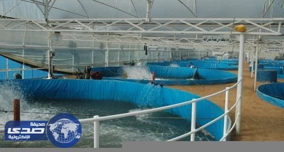 3 مليارات ريال عوائد متوقعة لشركة الاستزراع السمكي الحكومية