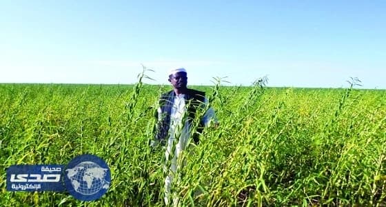 الخرطوم و " جايكا " تبحثان عودة تصدير السمسم السوداني لأسواق اليابان